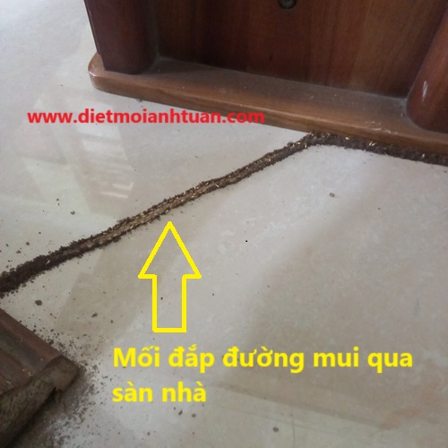 Cách Nhận Biết Dấu Hiệu Có Mối Gây Hại Đơn Giản Nhất