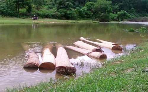 Ngâm gỗ diệt mọt trong ao hồ 