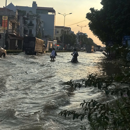 Bão Matmo Gây Ngập Lụt Liệu Tổ Mối Có Chết Không?