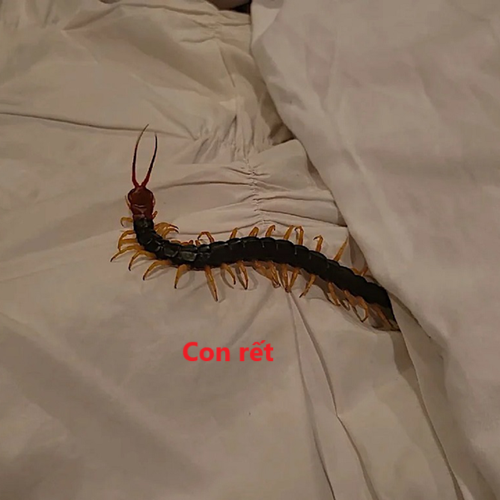 Nằm mơ ngủ thấy con rết bò lên giường