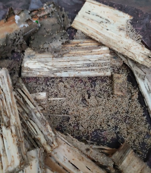 Mối gỗ ẩm (mối nhà) xông gỗ 