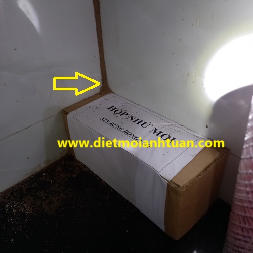 Xử lý diệt tổ mối vĩnh viễn theo phương pháp lây truyền