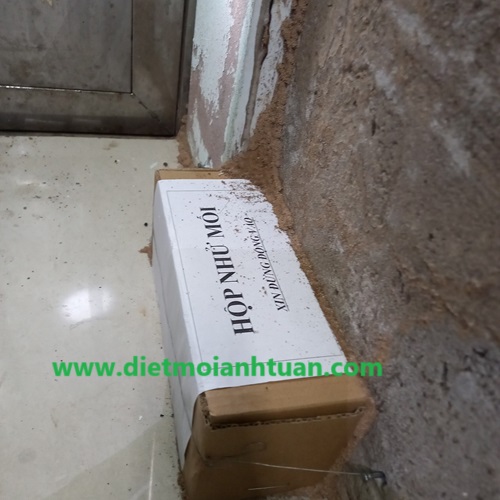 Đặt hộp nhử mối nhằm dụ mối thợ và mối lính lên ăn mồi