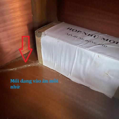 Mối đang vào hộp nhử ăn mồi rất tốt