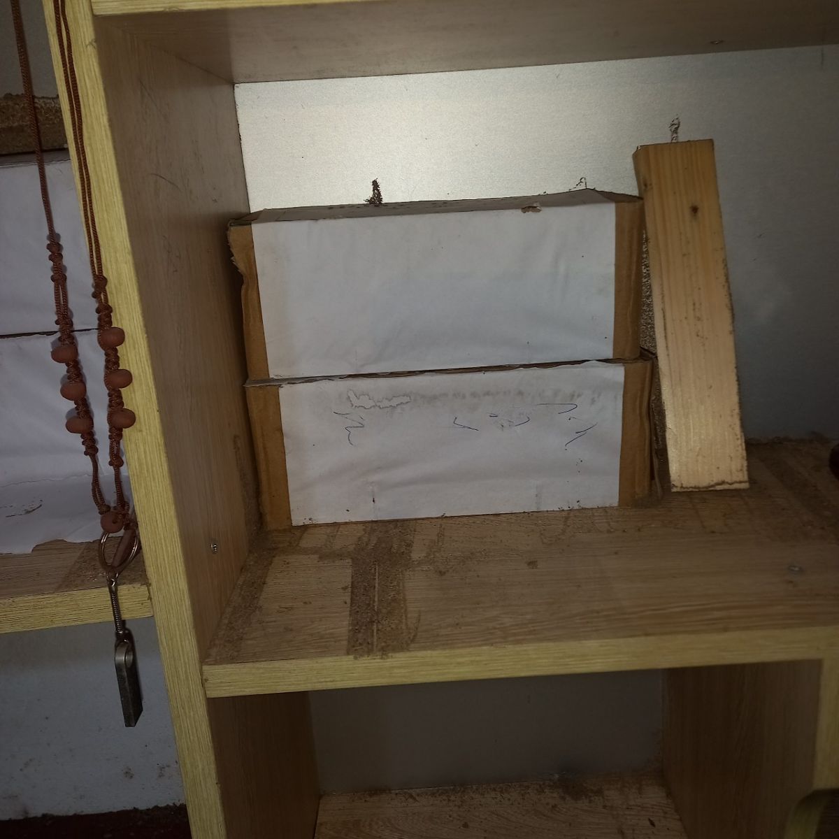 Sử dụng mồi nhử mối sinh học an toàn nhằm dụ mối vào ăn mồi