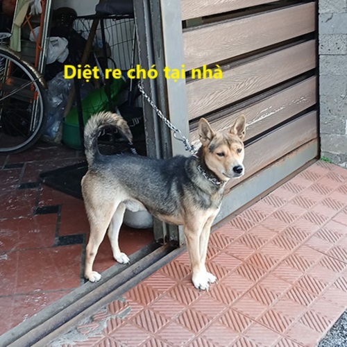 Nằm mơ thấy con chó may mắn