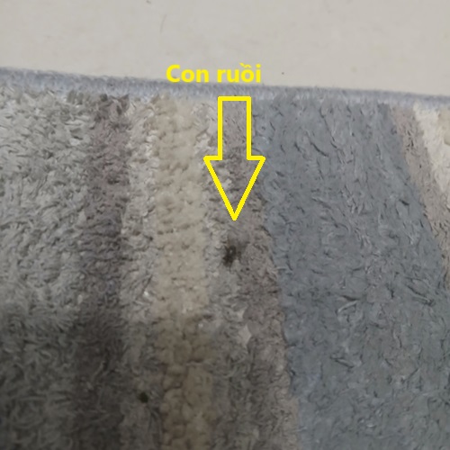 Nằm mơ thấy con ruồi và con ruồi thực tế  Nằm mơ thấy con ruồi và con ruồi thực tế