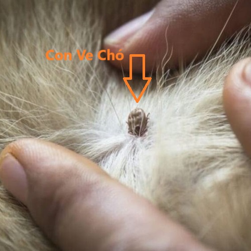 Nằm ngủ mơ thấy con ve chó
