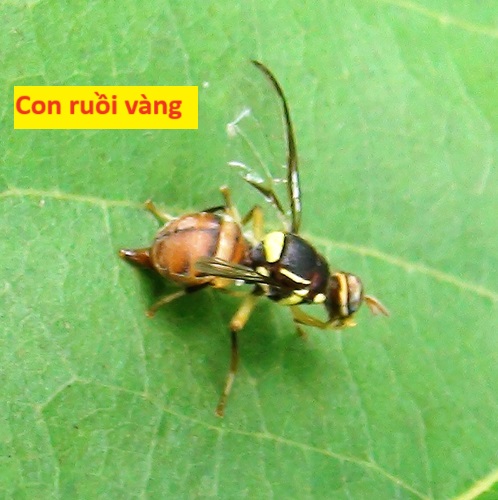 Con ruồi vàng đục quả