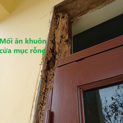 Mối ăn khuôn cửa gỗ mục rỗng, hư hại nặng