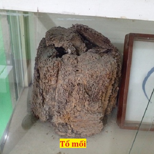 Tổ mối gỗ ẩm nghiên cứu tại Việt Nam