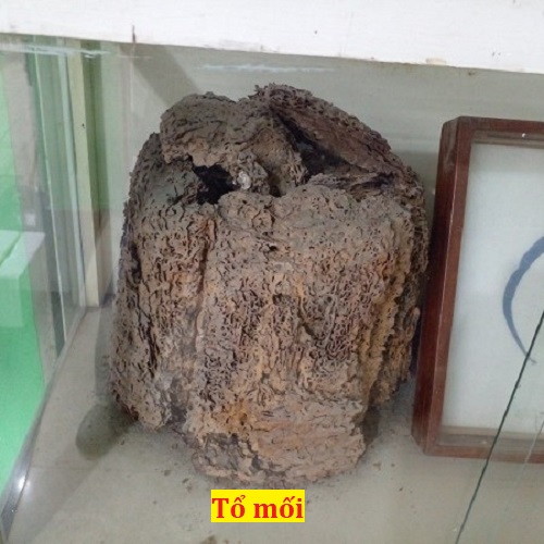 Hình ảnh tổ mối trong lòng đất