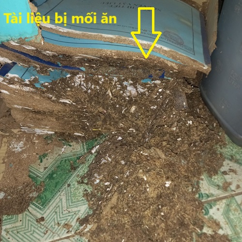 Khảo sát và xử lý diệt mối cho khu lưu trữ bị mối ăn mục nát