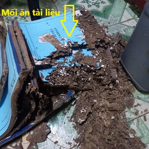 Diệt Mối Tại Huyện Phú Bình - Bảo Hành Dài Hạn