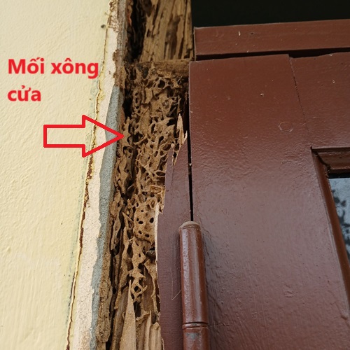 Những thiệt hại do mối gây ra khi xử lý mối không kịp thời