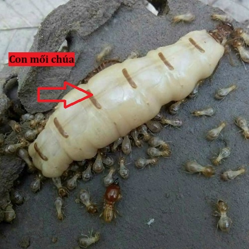 Mối đất gây hại