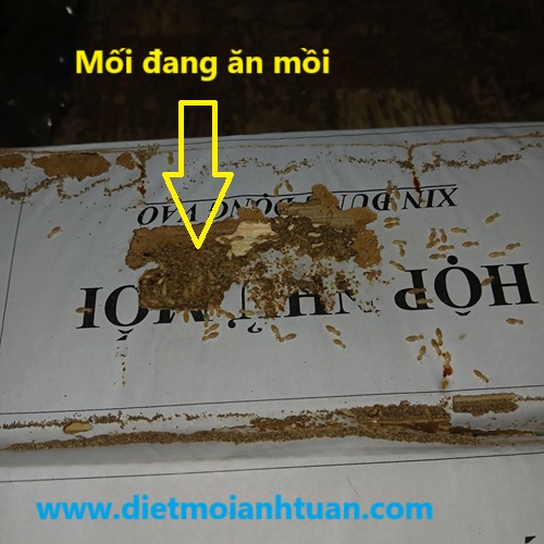 Dịch Vụ Diệt Mối Tận Gốc Tại Phường Bạch Mai Uy Tín, Giá Tốt