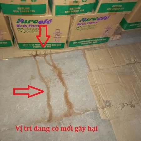 Dấu hiệu có mối đang gây hại kho hàng