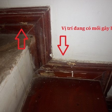 Mối ăn ốp cầu thang bằng gỗ