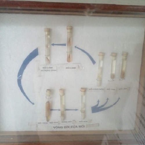 Lịch sử nghiên cứu về chủng loại mối gỗ ẩm hại gỗ tại Thạch Hà