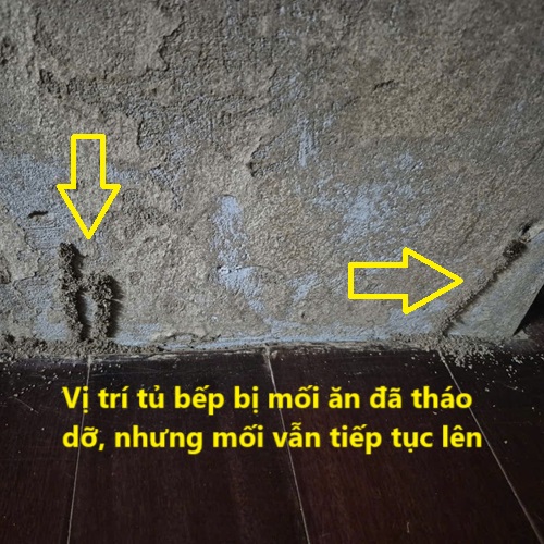 Khi phát hiện thấy mối không nên cạy đường mui của mối