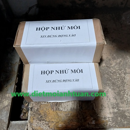 Đặt hộp nhử mối sau khi xác định chính xác vị trí có mối gây hại